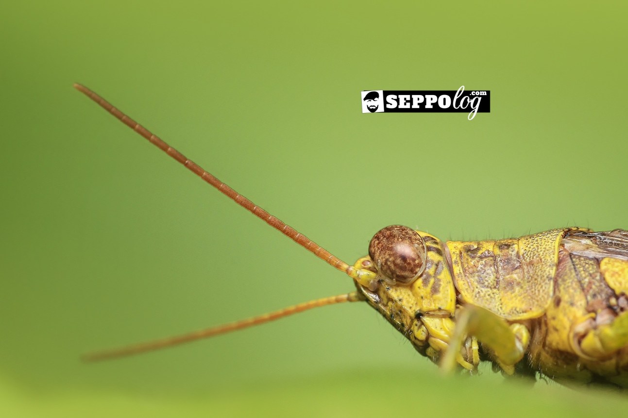 grasshopper-1130458_1920